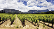 mack schuhle weinberg suedafrika